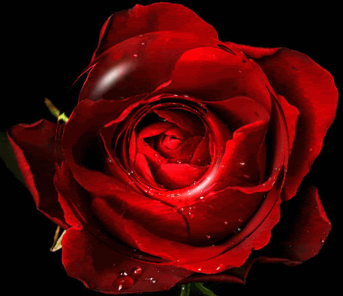 http://i592.photobucket.com/albums/tt1/justvisitor_EZ/FLOWERS%20AND%20CARDS/RedRose2.gif?t=1278376986