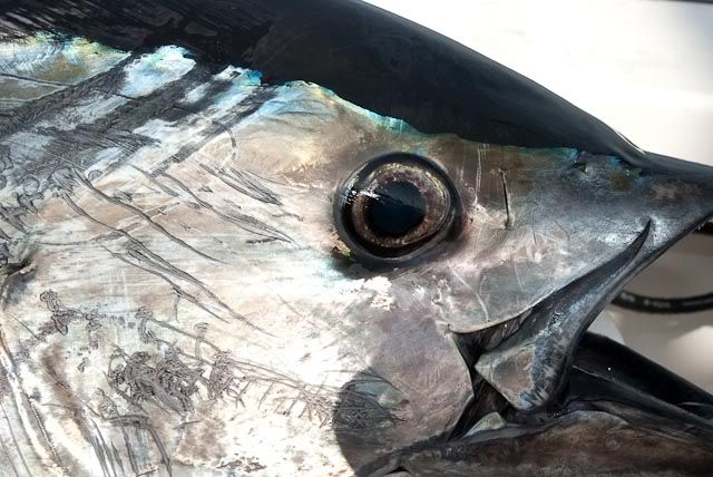 bluefin tuna 