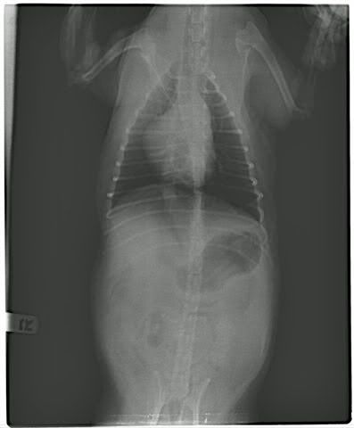 Canine X Ray