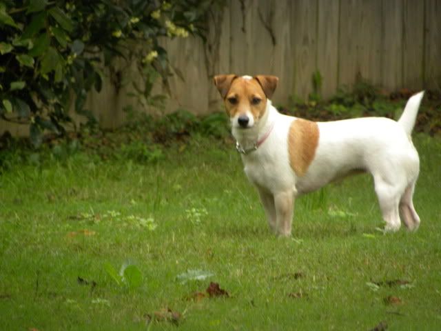 Jack Russell Terrier