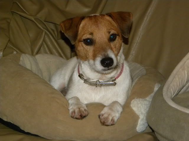 Jack Russell Terrier