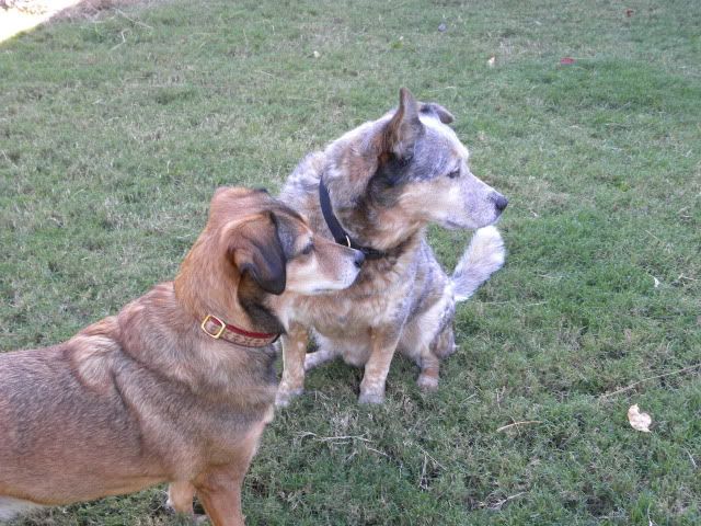 cattle dog,blue heeler,stray dog,dogs