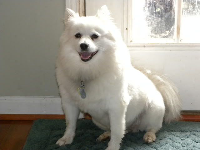 Eskie,american eskimo dog