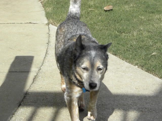 cattle dog,blue heeler,australian cattle dog