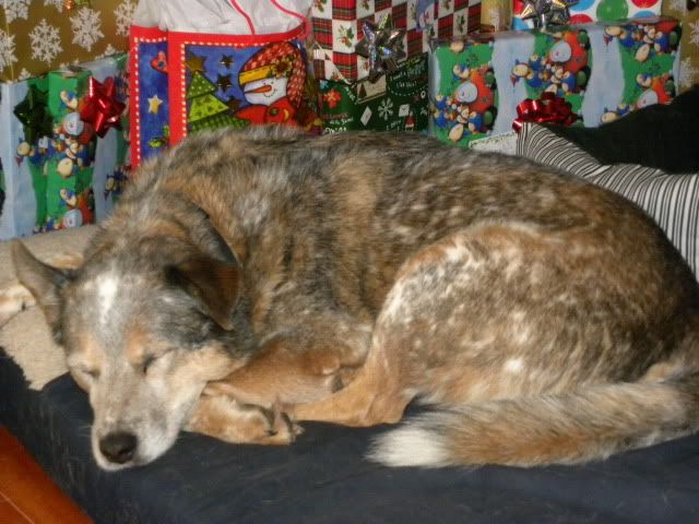 blue heeler,cattle dog