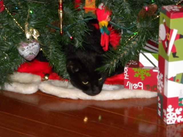 cat Christmas