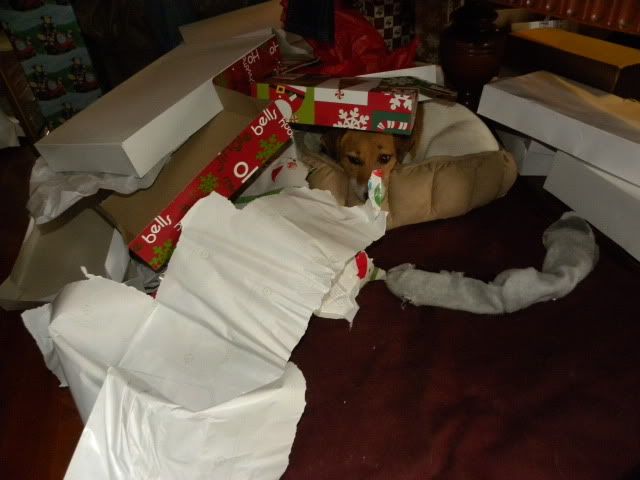 Jack Russell Christmas