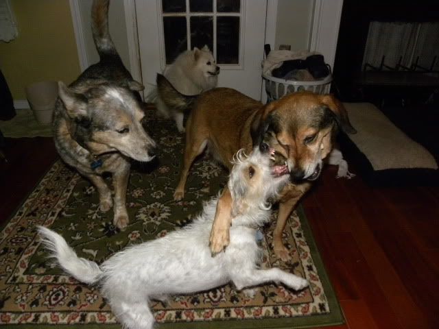 dogs,eskie,blue heeler,stray rescue,jack russell