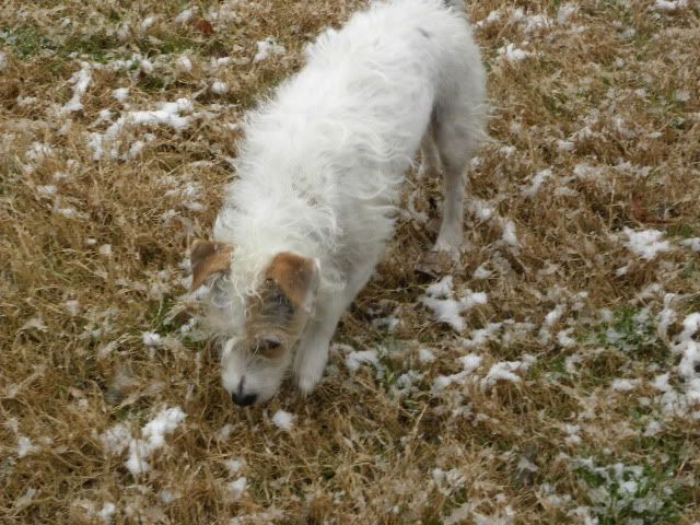 broken coat jack russell