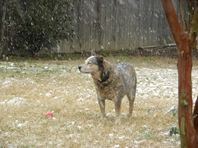 blue heeler