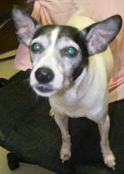 toy rat terrier