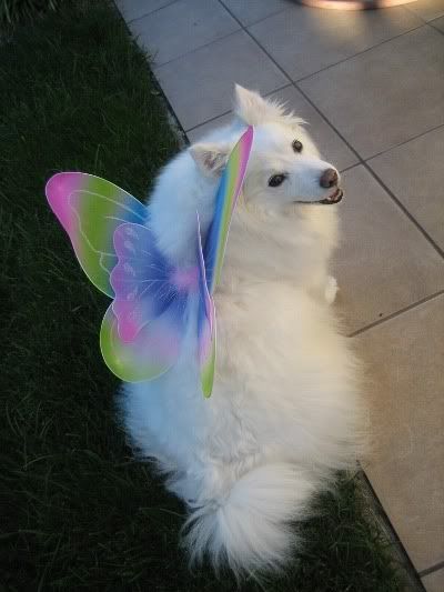 american eskimo dog