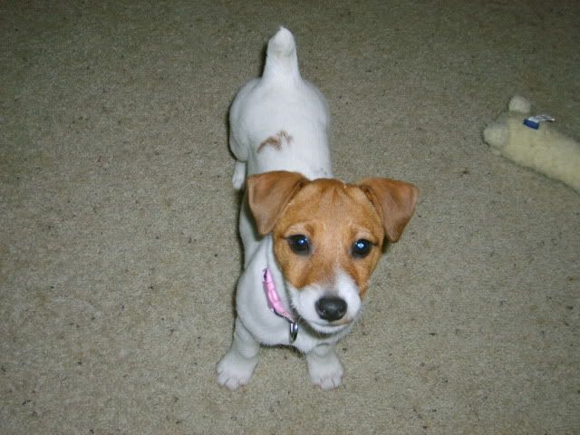 jack russell terrier,puppy