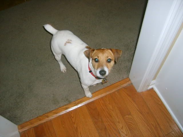 Jack Russell Terrier