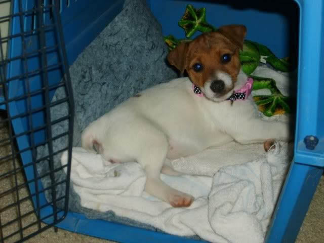 jack russell terrier puppy