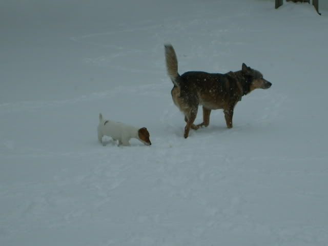 jack russell puppy and blue heeler