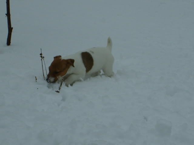 jack russell terrier puppy