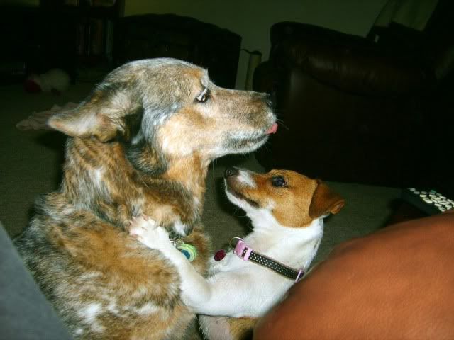 jack russell,cattle dog,blue heeler,australian cattle dog