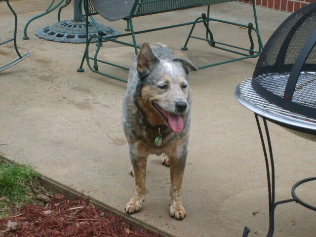 cattle dog,australian cattle dog,blue heeler