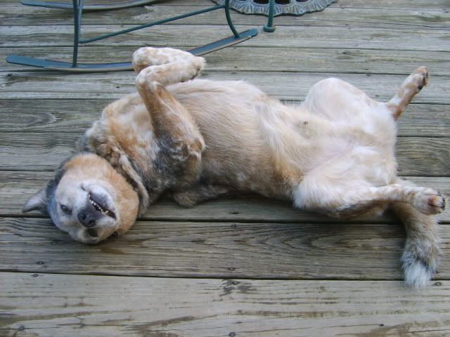 blue heeler,cattle dog