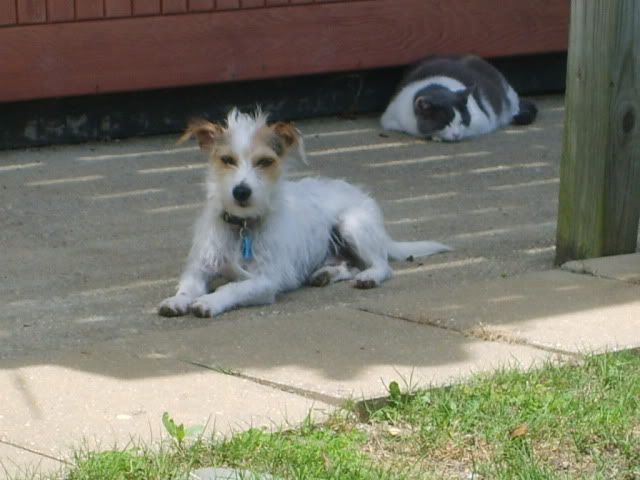 broken coat jack russell