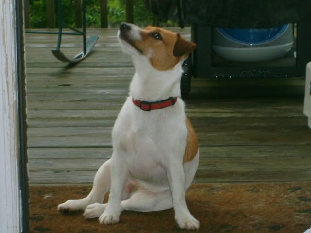 jack russell