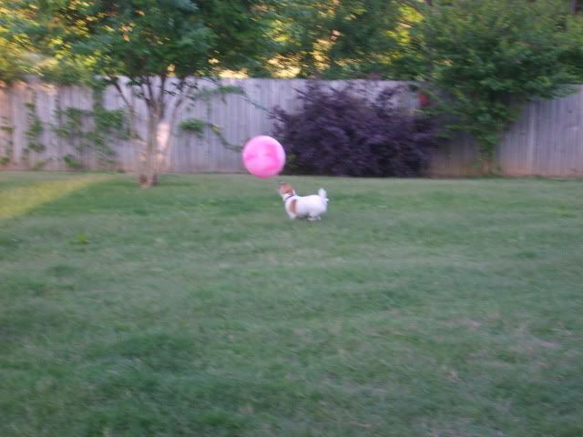 jack russell chasing ball,jrt plays ball