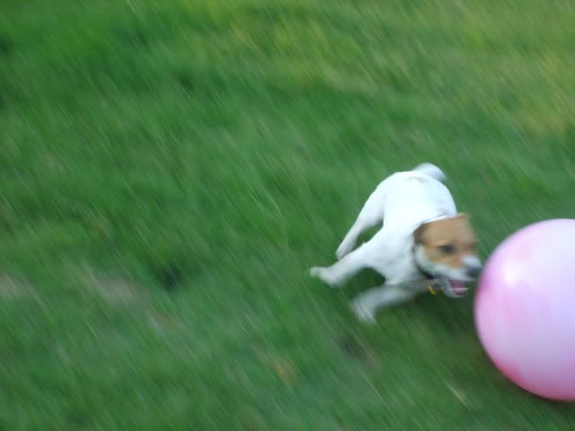 jack russell chasing ball,Jack Russell Terrier