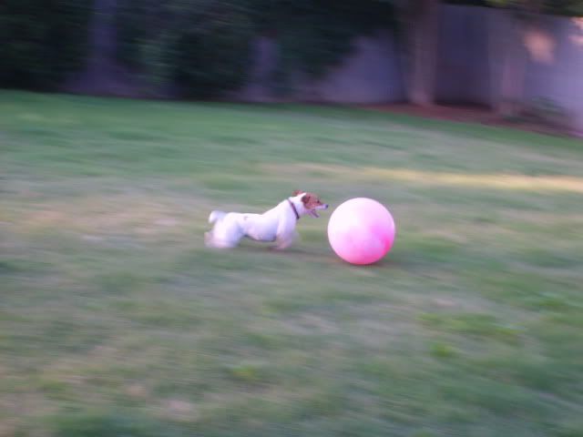 crazy jack russell chasing ball,Jack Russell Terrier