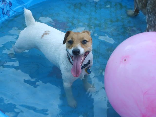 jack russell,jack russell terrier in pool