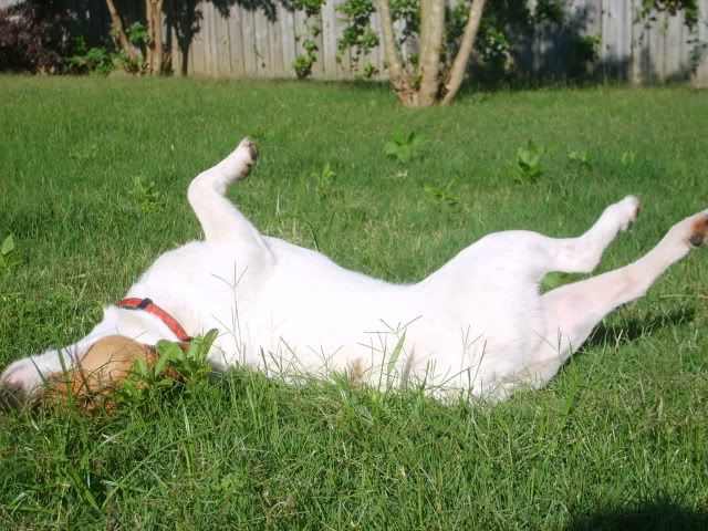 Jack Russell Terrier