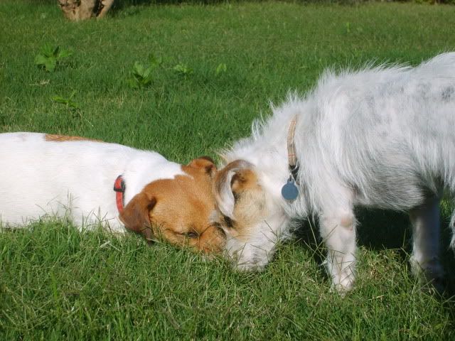 two jack russells