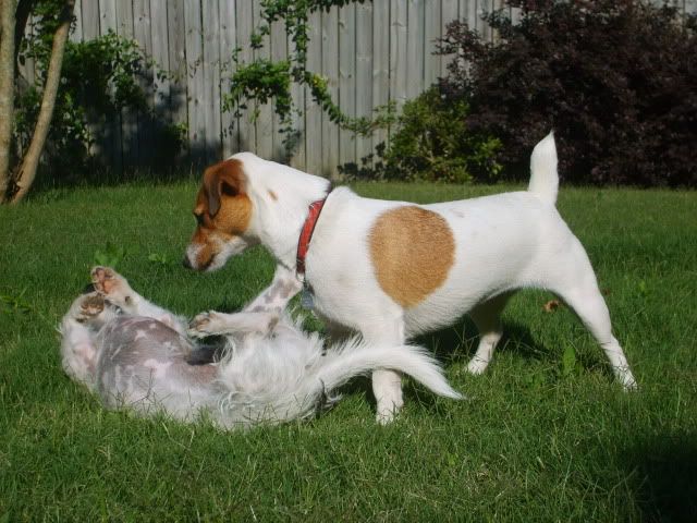 jack russell,two jack russells