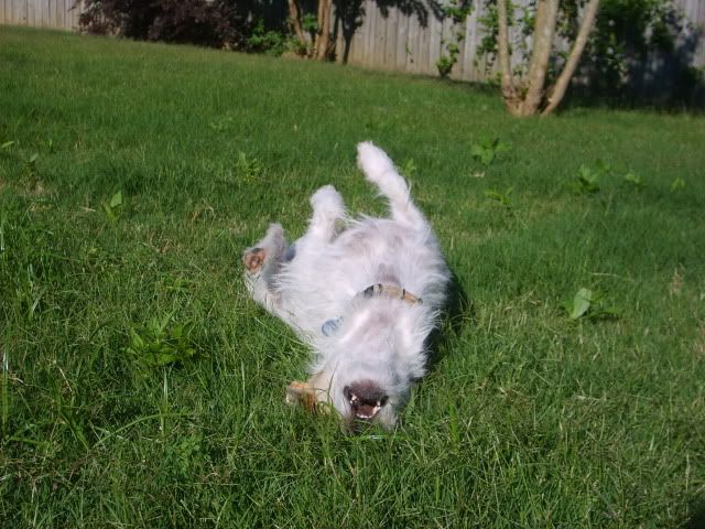 broken coat jack russell