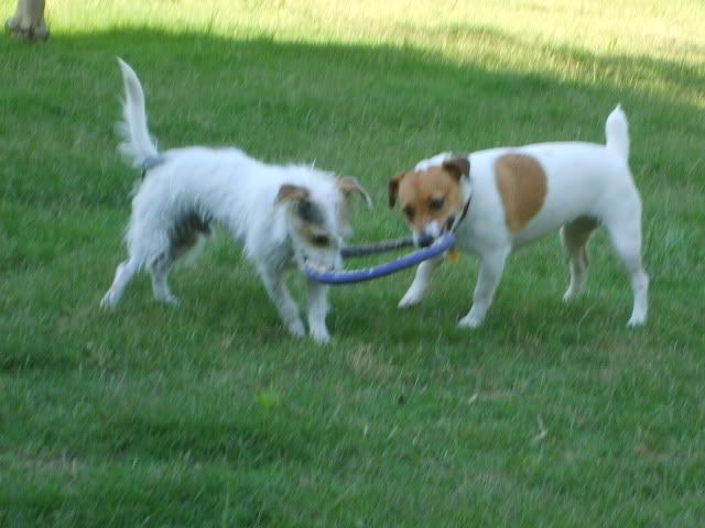 two jack russells