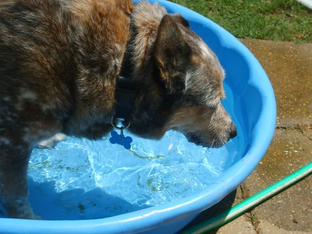 blue heeler,cattle dog in pool