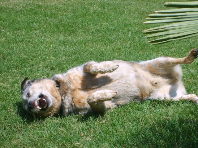 blue heeler,cattle dog