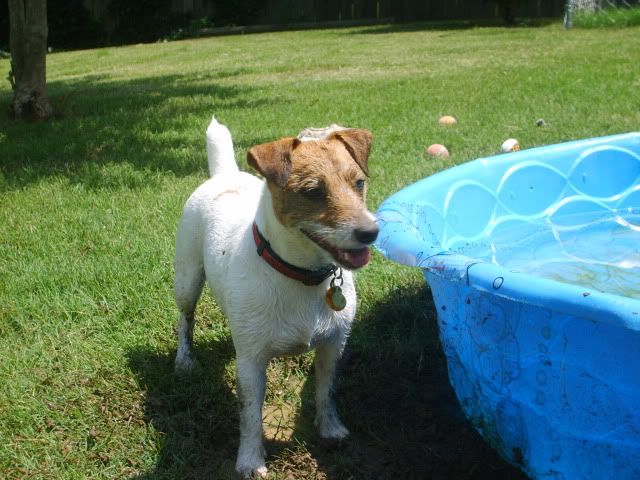 muddy jack russell terrier