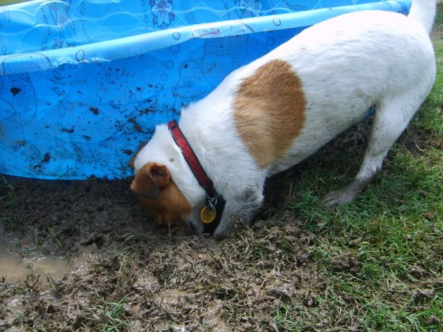 digging jack russell terrier,muddy jack russell terrier
