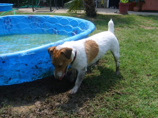 muddy jack russell terrier