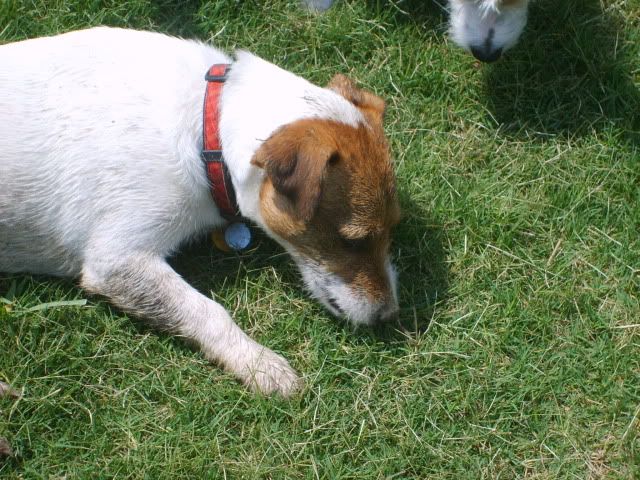 jack russell,jack russell gets the worm