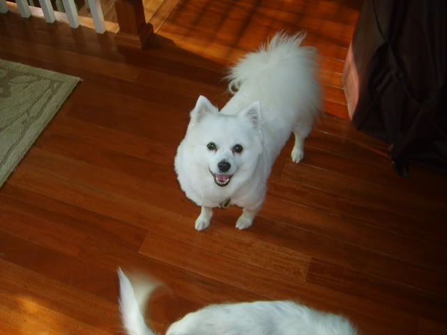 Eskie,Eskimo Spitz,Eskie haircut