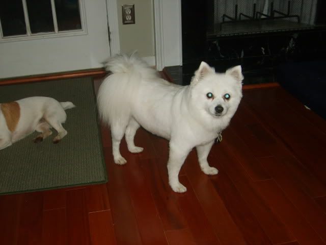 fox haircut for Eskimo Spitz