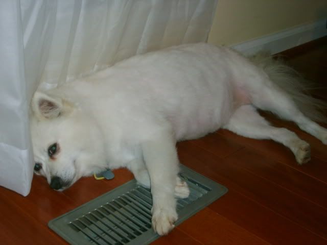 Eskimo dog cooling off