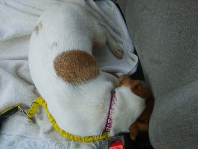 jack russell terrier going to the vet
