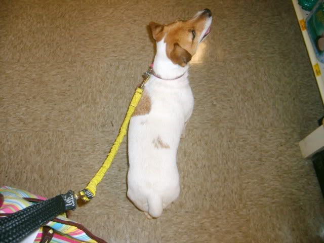 Jack Russell Terrier