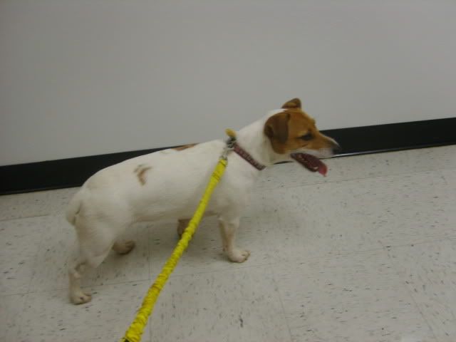 jack russell terrier going to the vet