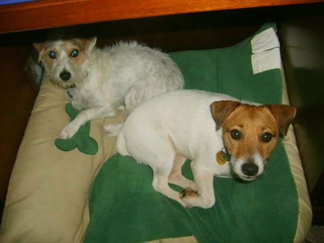 Jack Russell Terrier,two jack russells