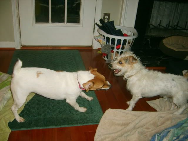 two dogs playing,two jack russells