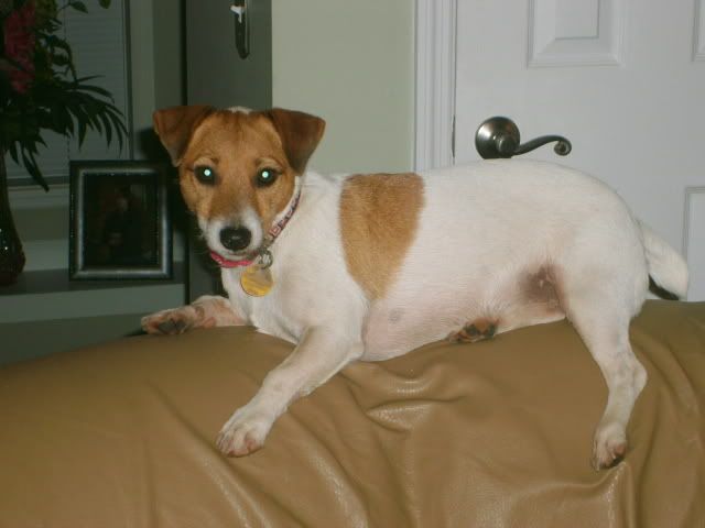 jack russell on couch